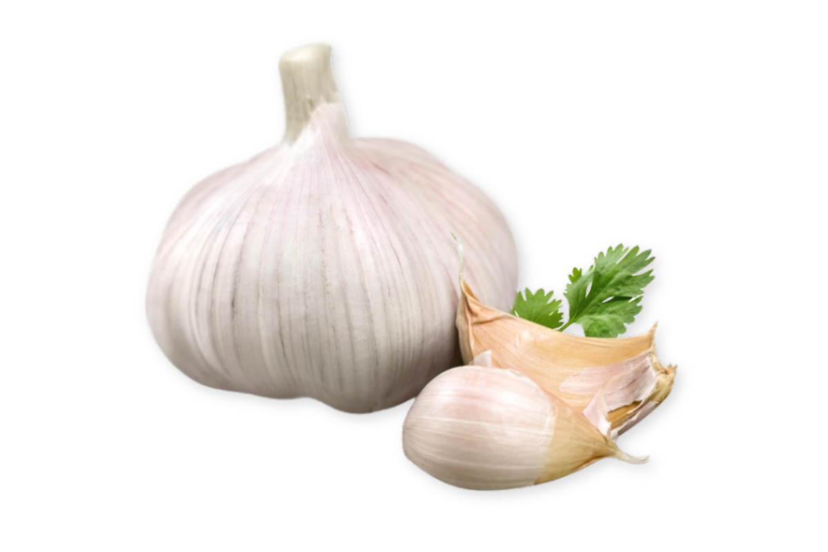 Garlic